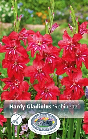 Gladiolus Robinetta | Capper 5 x 16