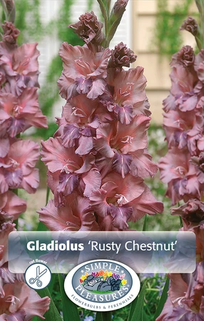 Gladiolus Rusty Chestnut | Capper 5 x 16