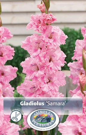 Gladiolus Samara | Capper 5 x 16