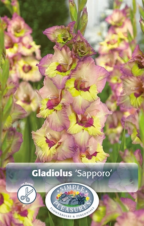 Gladiolus Sapporo | Capper 5 x 16