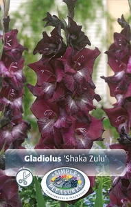 Gladiolus Shaka Zulu | Capper 5 x 16