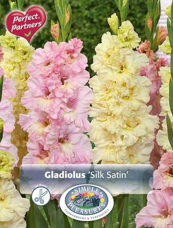 Gladiolus Silk Satin | Capper 5 x 16