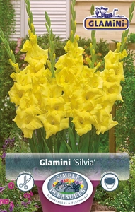 Gladiolus Silvia ® | Capper 5 x 16