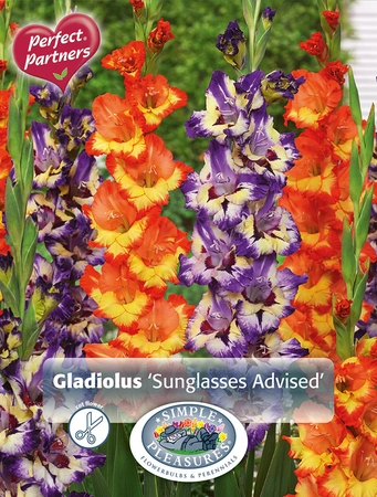 Gladiolus Sunglasses Advised | Capper 5 x 16