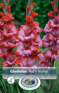 Gladiolus Ted's Trump | Capper 5 x 16