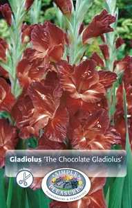 Gladiolus The Chocolate Gladiolus (Buccaco) | Capper 5 x 16