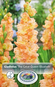 Gladiolus The Great Queen Elizabeth | Capper 5 x 16