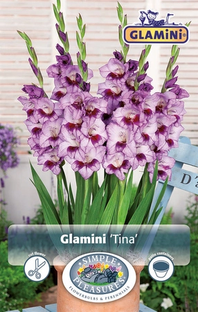 Gladiolus Tina | Capper 5 x 16