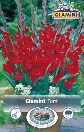 Gladiolus Tom ® | Capper 5 x 16