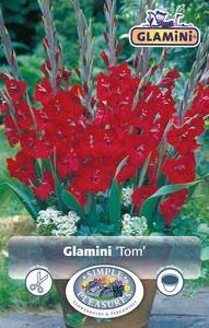 Gladiolus Tom ® | Capper 5 x 16