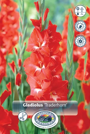 Gladiolus Traderhorn | 325 pce