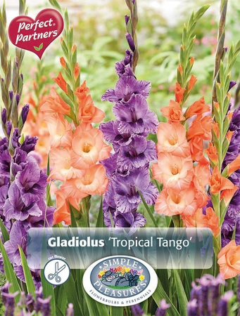 Gladiolus Tropical Tango | Capper 5 x 16