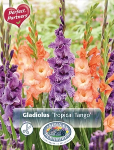 Gladiolus Tropical Tango | Capper 5 x 16