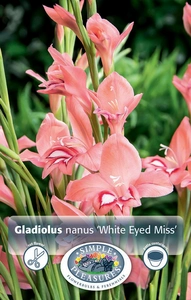 Gladiolus White Eyed Miss | Capper 5 x 16