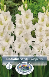 Gladiolus White Prosperity | Capper 5 x 16