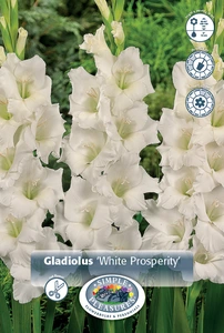 Gladiolus White Prosperity | 325 pce