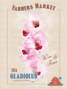 Gladiolus Wine and Roses | Capper 5 x 16