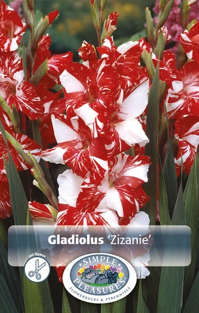 Gladiolus Zizanie | Capper 5 x 16