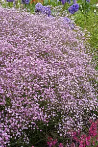 Gypsophila Festival Pink Lady PBR