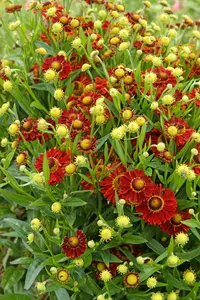 Helenium Bandera PBR