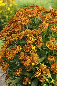 Helenium Betty