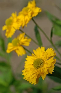 Helenium Double Trouble PBR