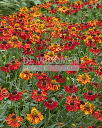 Helenium Fuego PBR