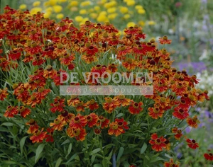 Helenium Moerheim Beauty