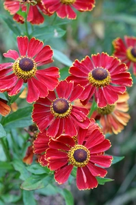 Helenium Potter's Wheel