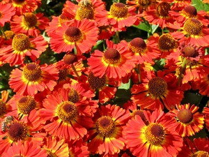 Helenium Salsa