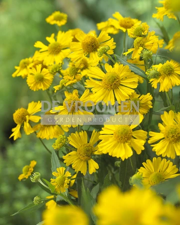 Helenium Sombrero