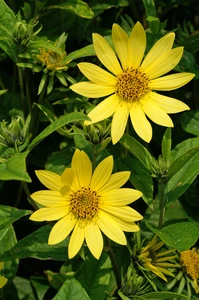 Helianthus  Lemon Queen