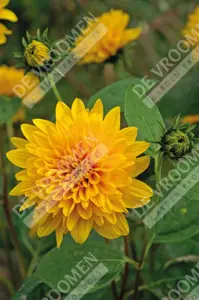 Helianthus Loddon Gold | 200 pce