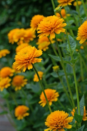 Heliopsis Asahi