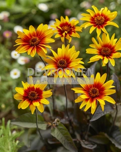 Heliopsis Burning Hearts