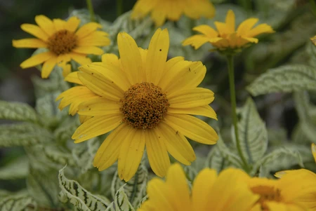 Heliopsis Loraine Sunshine PBR