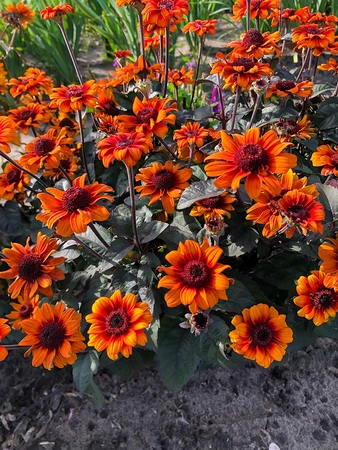 Heliopsis Luna Roja