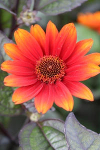 Heliopsis Red Shades