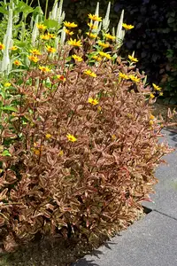 Heliopsis Summer Pink