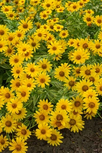 Heliopsis Variegata Oriole