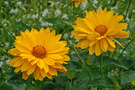 Heliopsis Venus (helianthoides)