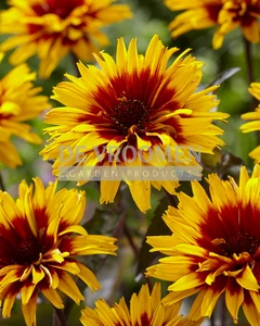 Heliopsis Yellow Spider