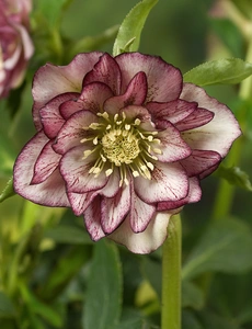 Helleborus  Double Ellen Picotee