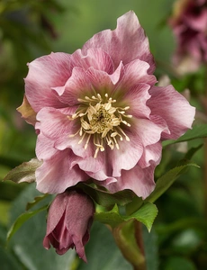 Helleborus  Double Ellen Pink