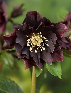 Helleborus  Double Ellen Purple