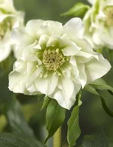 Helleborus  Double Ellen White