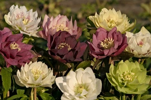 Helleborus Double Queen (orientalis)