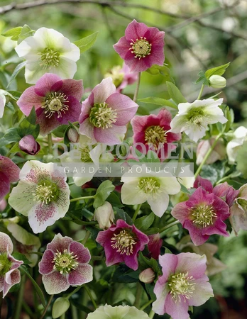 Helleborus Mixed