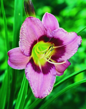 Hemerocallis Always Afternoon