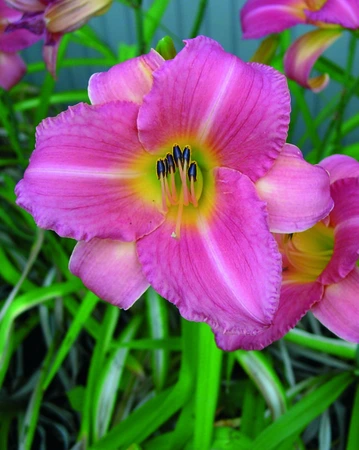 Hemerocallis Becky Lynn